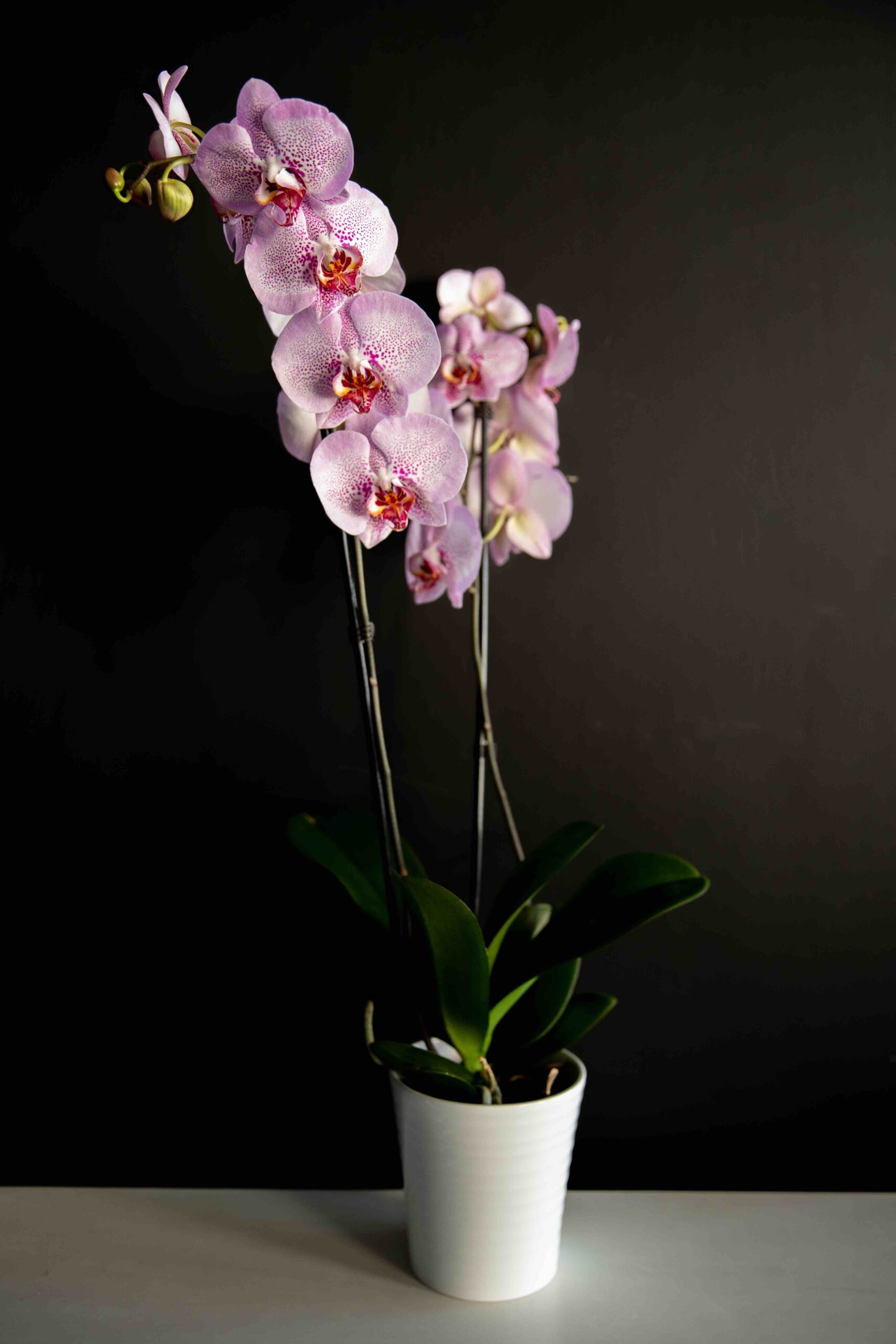 Orchidea phalaenopsis - i Fiori di Joe