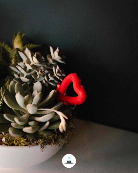 Pianta grassa in vaso in ceramica - immagine 5